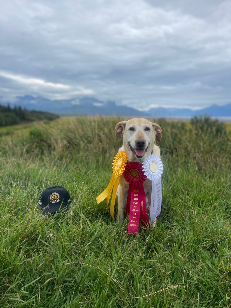 Hottie qualifies for the 2025 National Amateur, and earns an Open 3rd, Amateur 2nd and Amateur 4th at Retriever Club of Alaska trials!