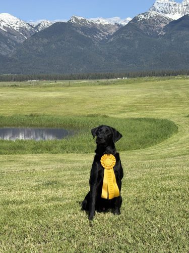 Derby list for Goose! Western Montana Retriever Club 3rd place!